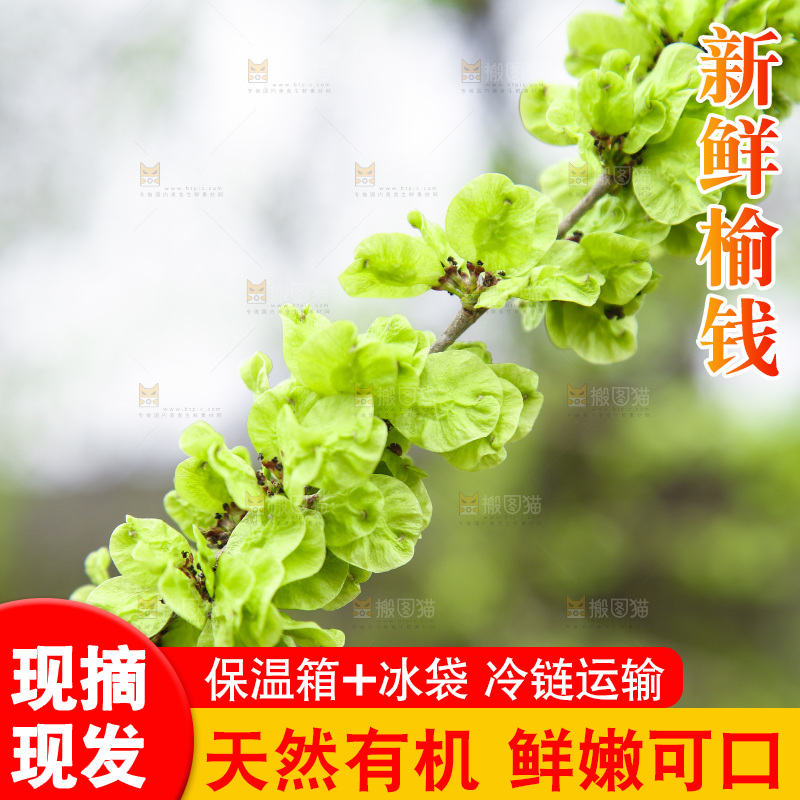 榆钱树枝叶