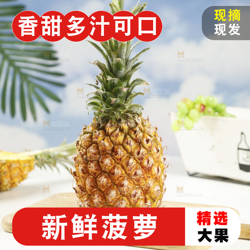 木底上的广东徐闻菠萝