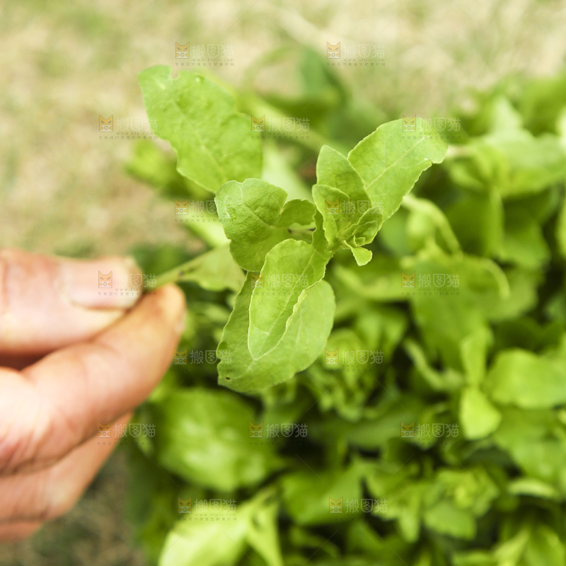 手里拿着枸杞菜
