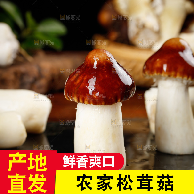 黑底上放着赤茸菇