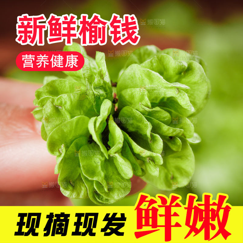 手里拿着榆钱