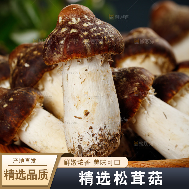 一篮新鲜松茸菇