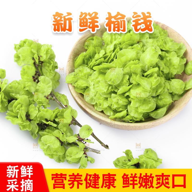 榆钱摆放在白底上