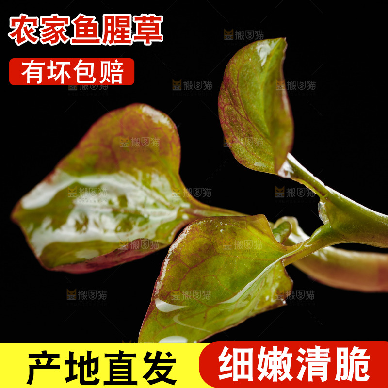 鲜嫩折耳根