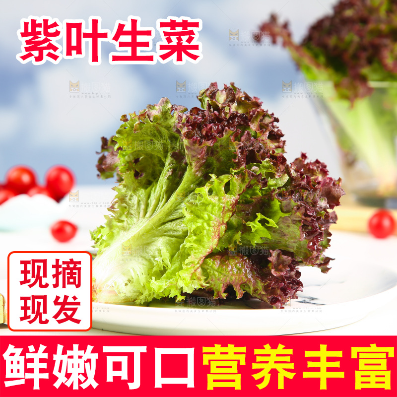 盘子里的紫生菜