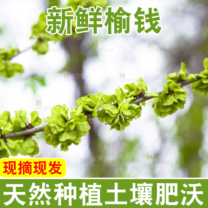榆钱树叶