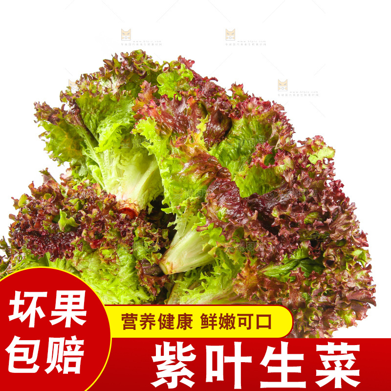 白底上的紫叶生菜