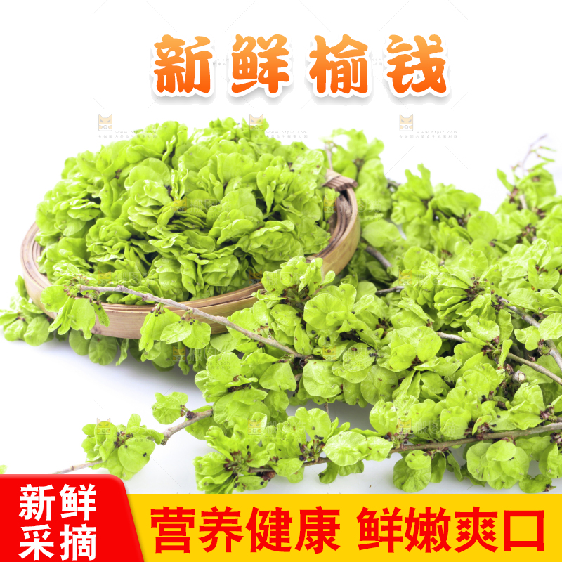一堆新鲜榆钱