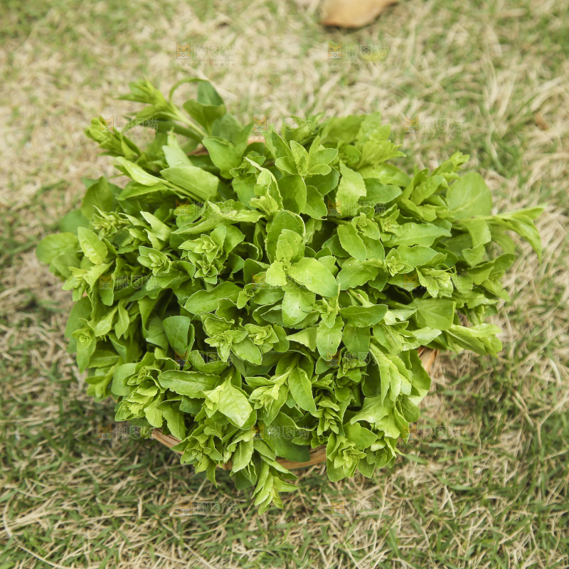 一篮枸杞嫩芽