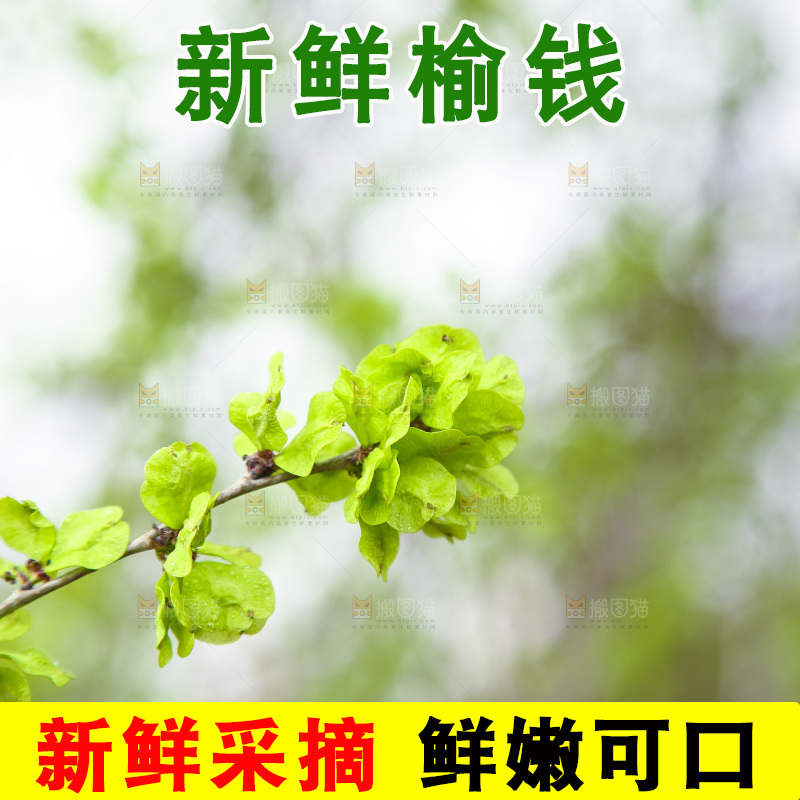 榆钱树叶