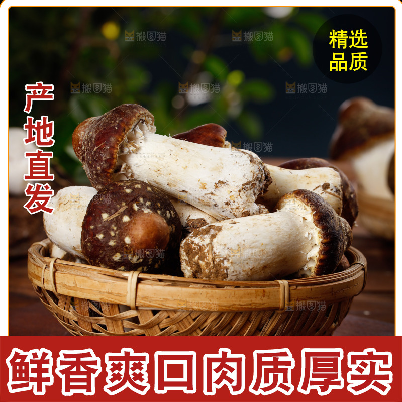 一篮新鲜松茸菇