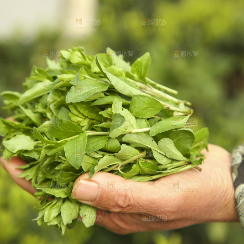 手里拿着枸杞嫩芽