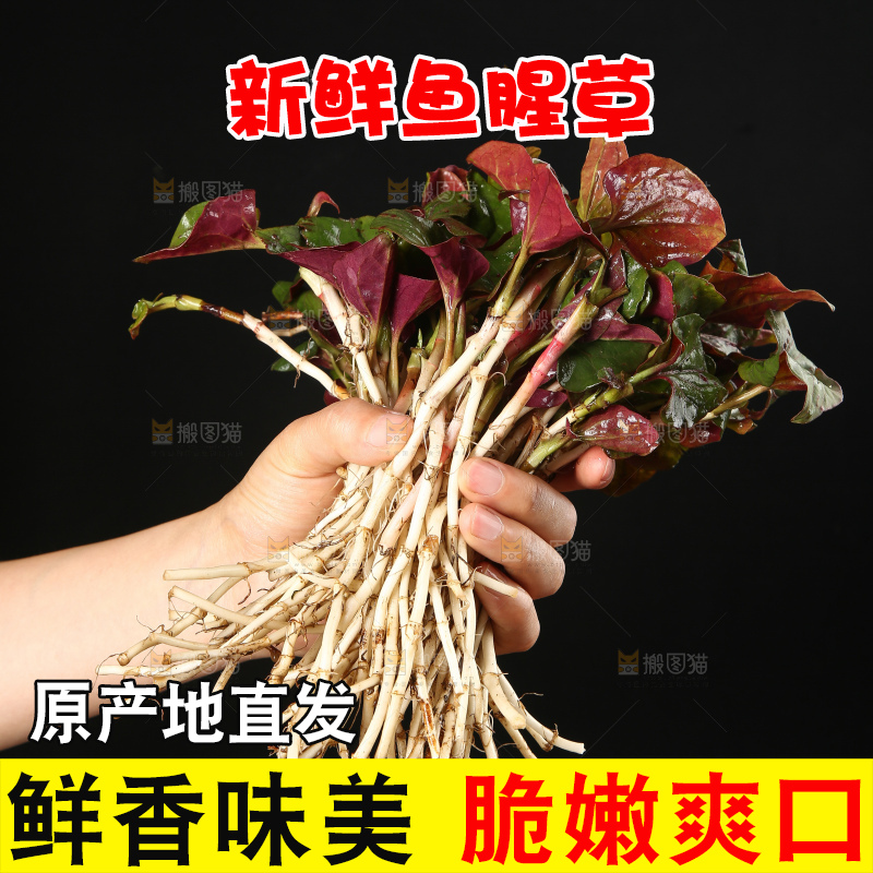手里拿着折耳根