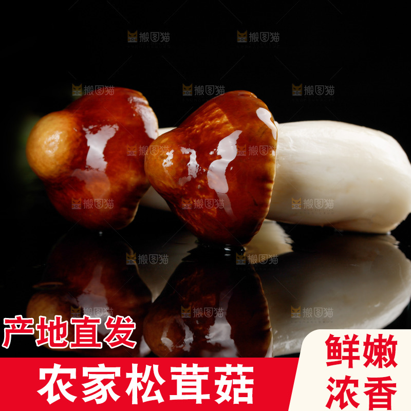 黑底上的新鲜松茸菇