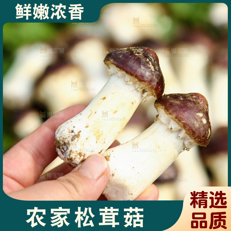 手里拿着赤松茸