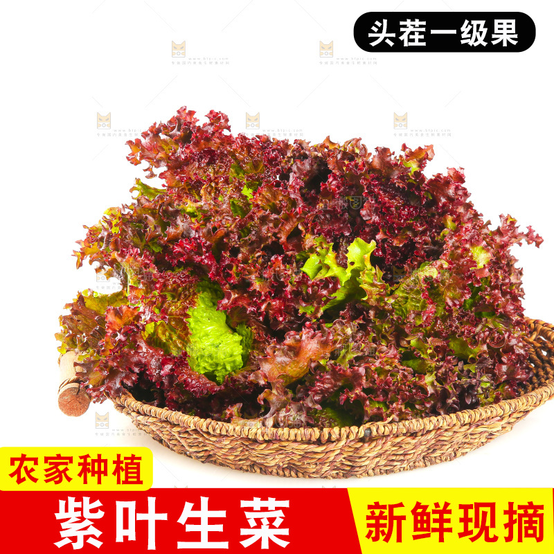 一篮紫叶生菜