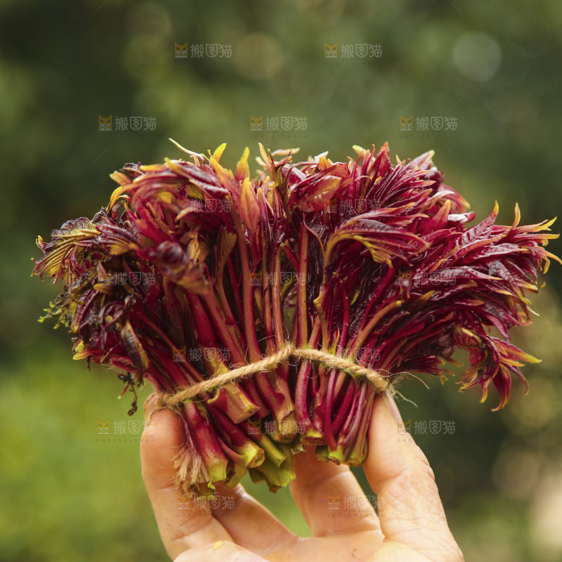 手里拿着香椿芽
