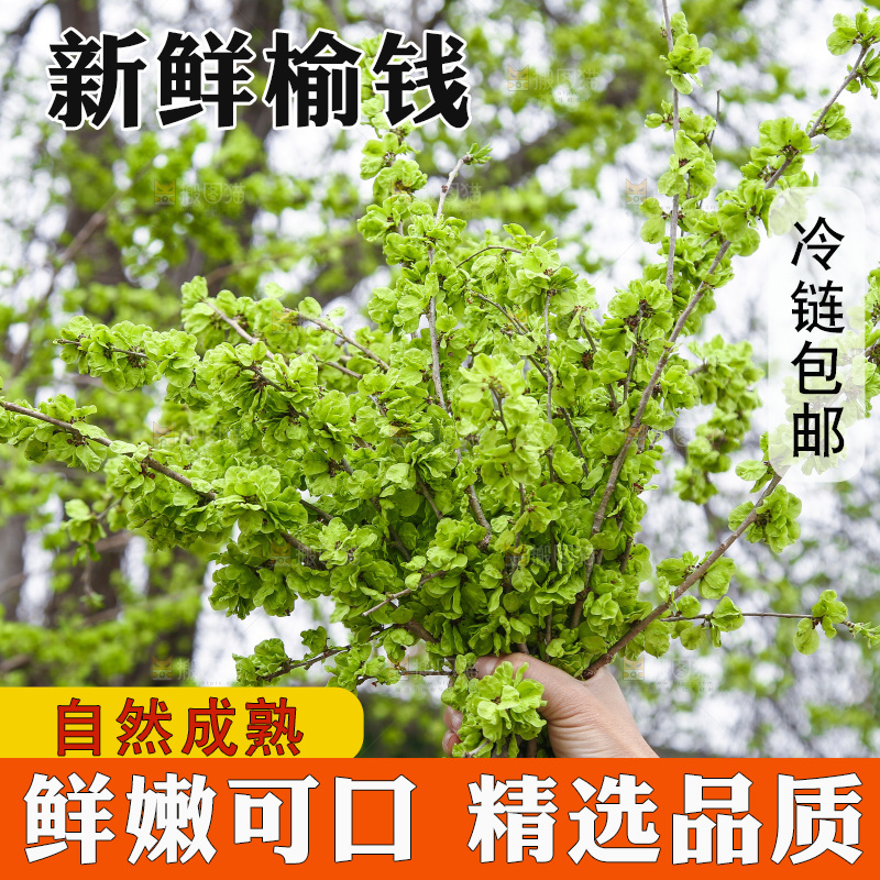 手里拿着榆钱