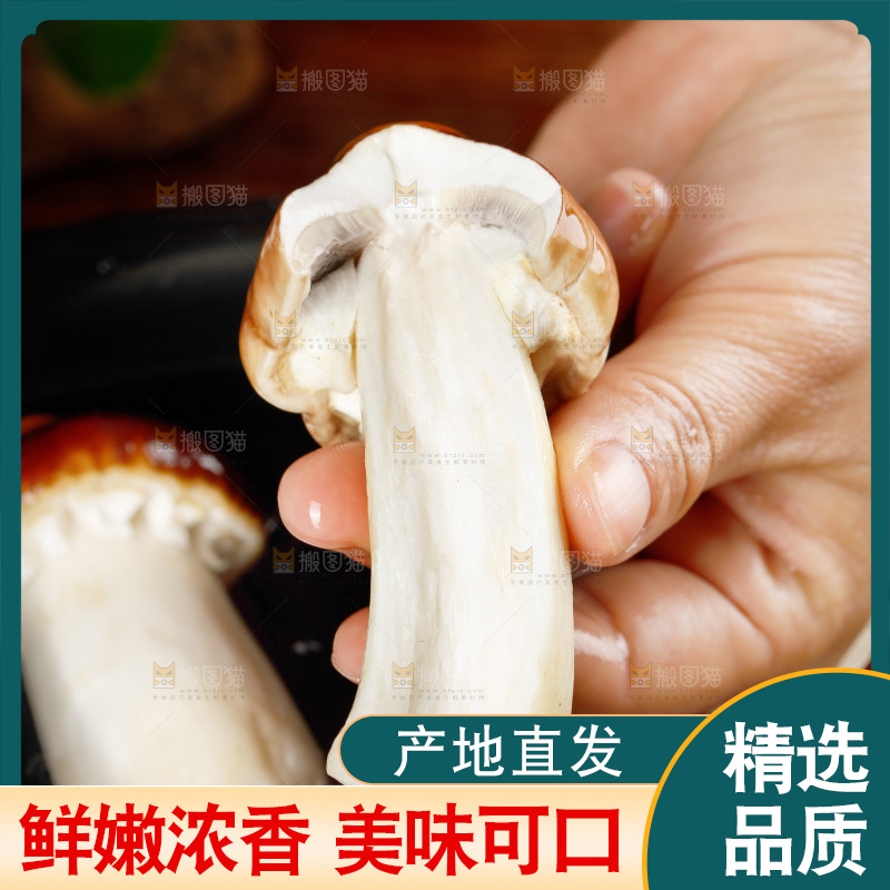 手里拿着赤松茸