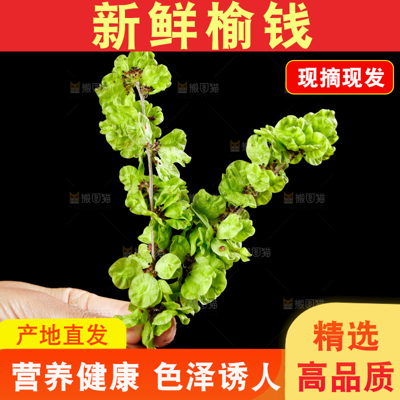 手里拿着榆钱