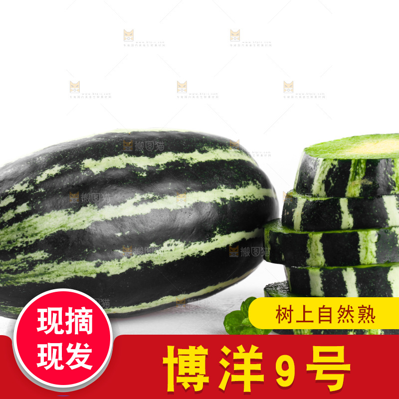 白底上放着一堆博洋9号甜瓜