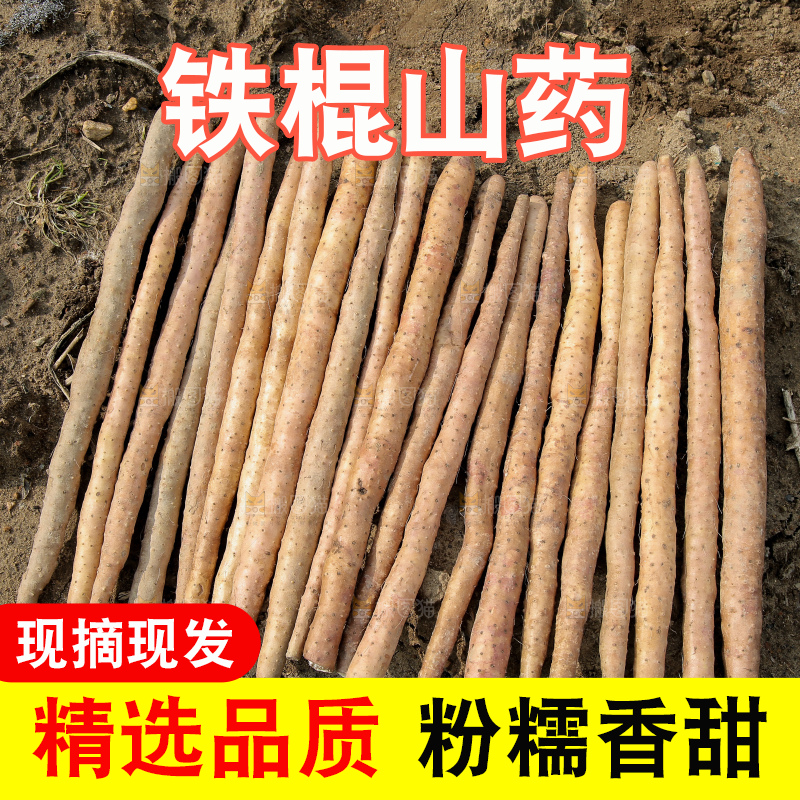 新鲜的铁棍山药