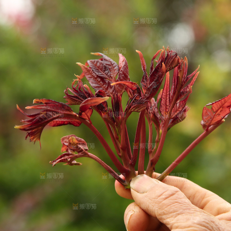 手里拿着香椿芽