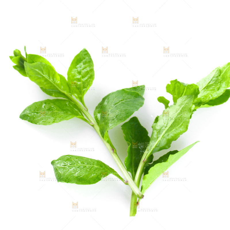 白底上放着枸杞芽