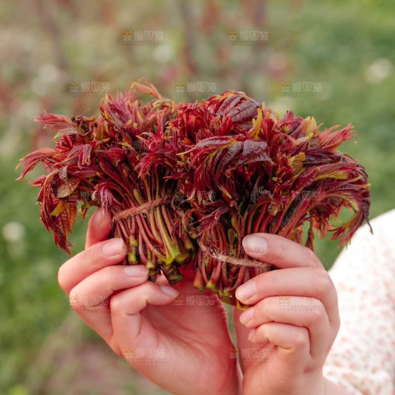 手里拿着红油香椿芽