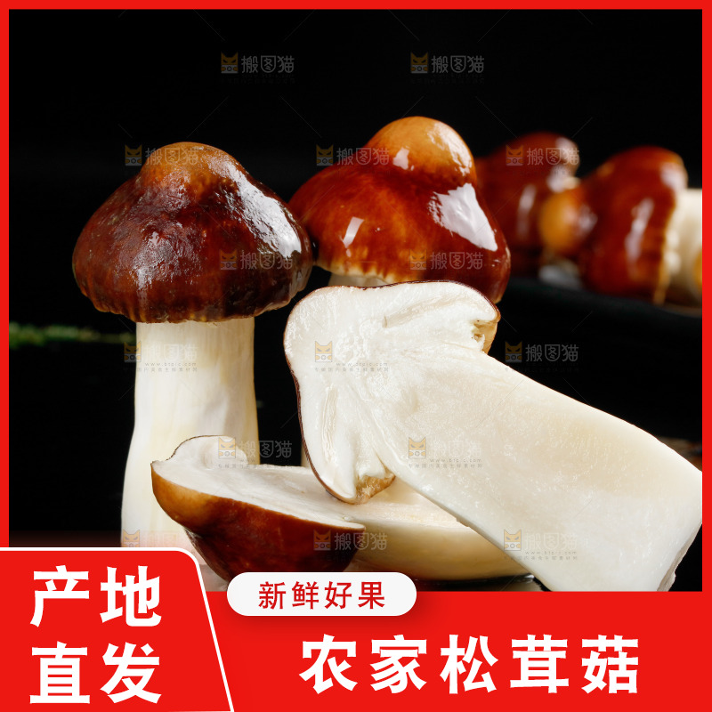 黑底上的云南新鲜赤松茸