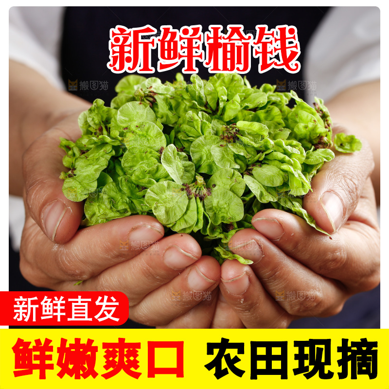 手里捧着榆钱叶