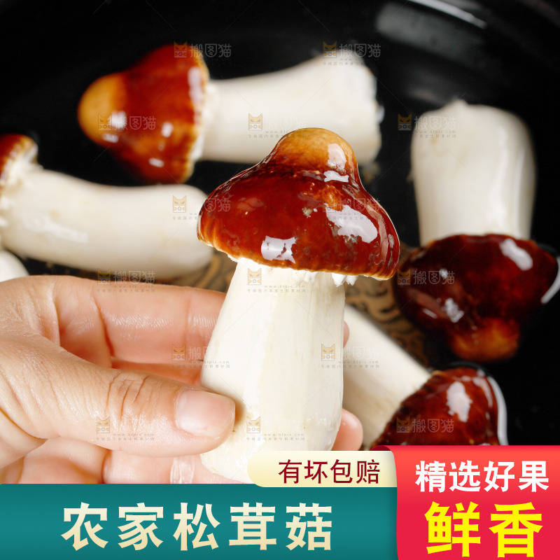 手里拿着赤松茸