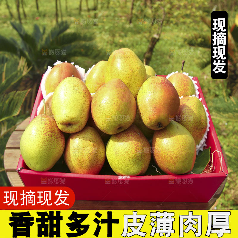 一箱红香酥梨