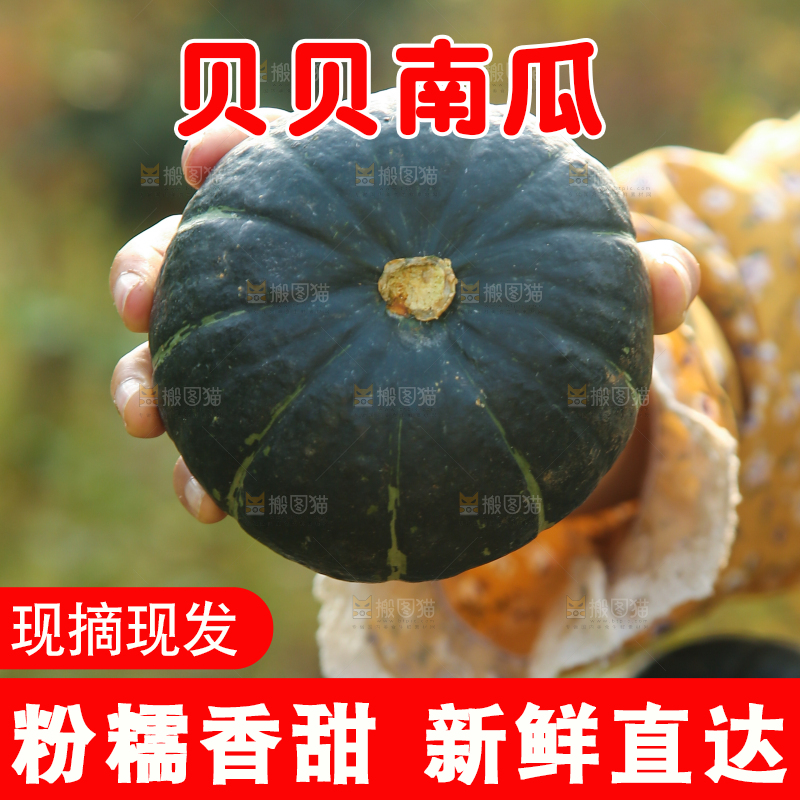 手里拿着板栗南瓜