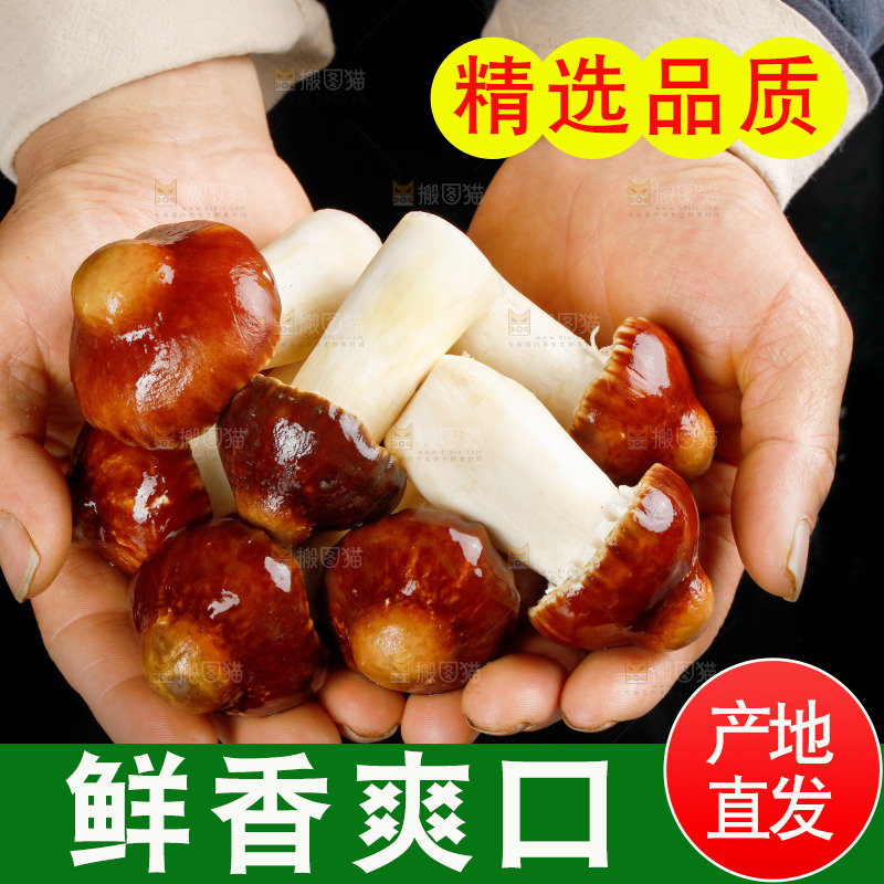 手里捧着松茸菇