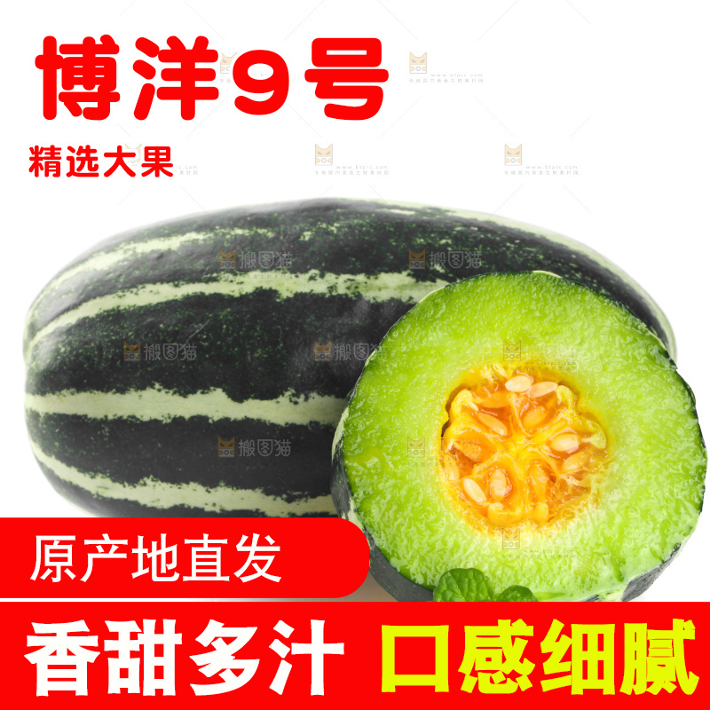 白底上的博洋9号