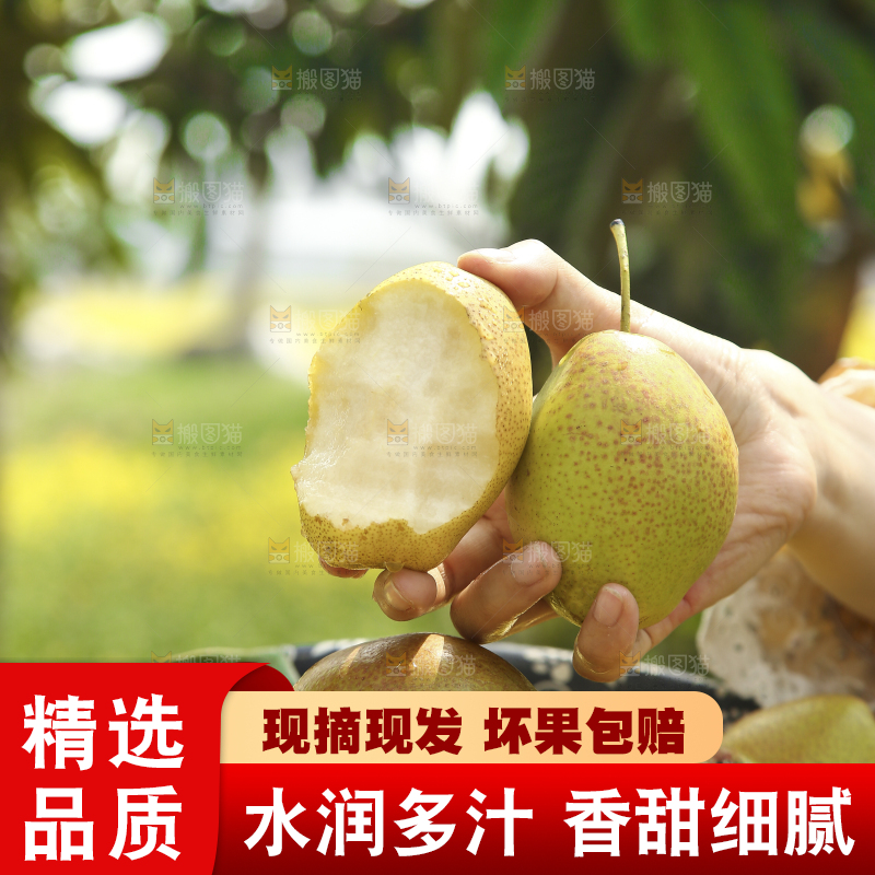 手拿着红酥梨