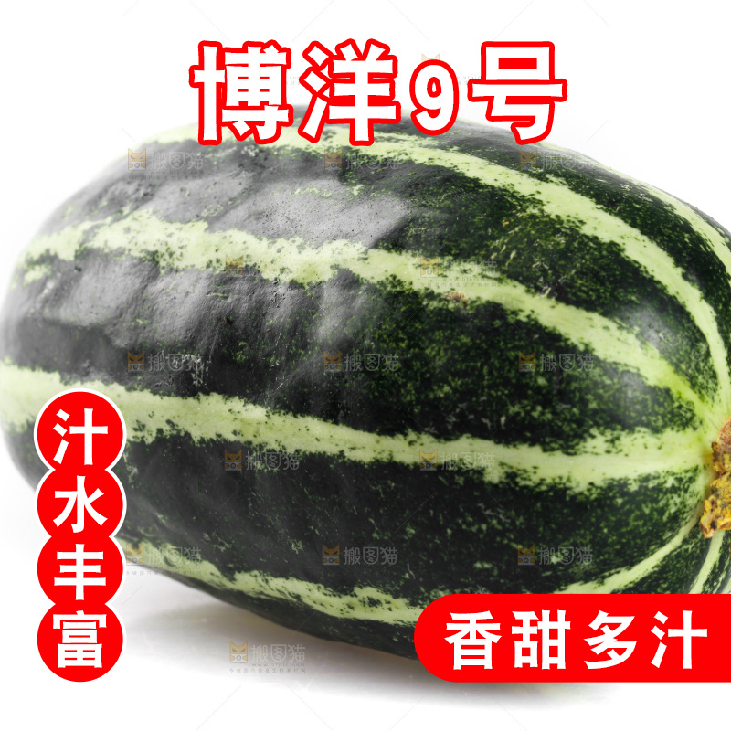 白底上放着博洋9号