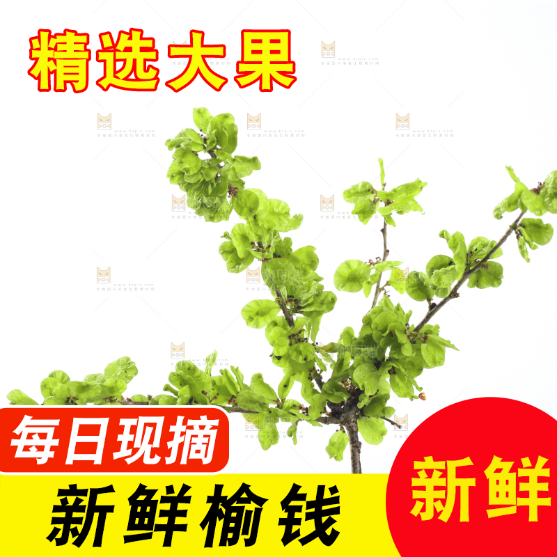 白底上的榆钱枝叶