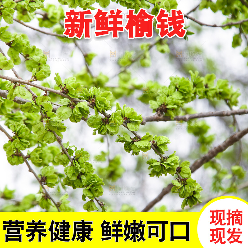 榆钱树枝叶