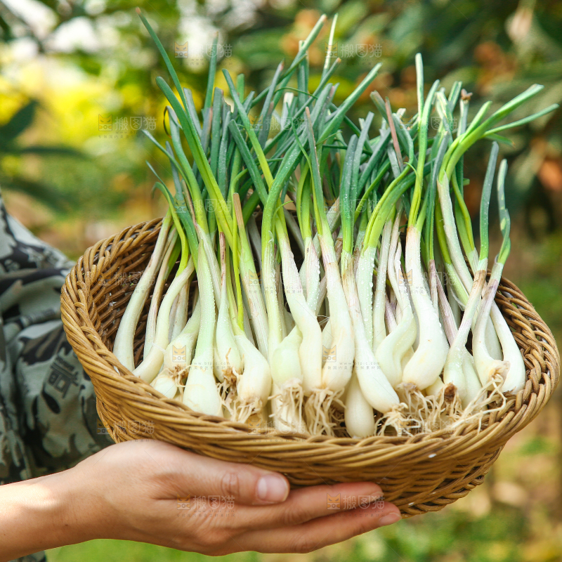 手里端着一篮带叶藠头