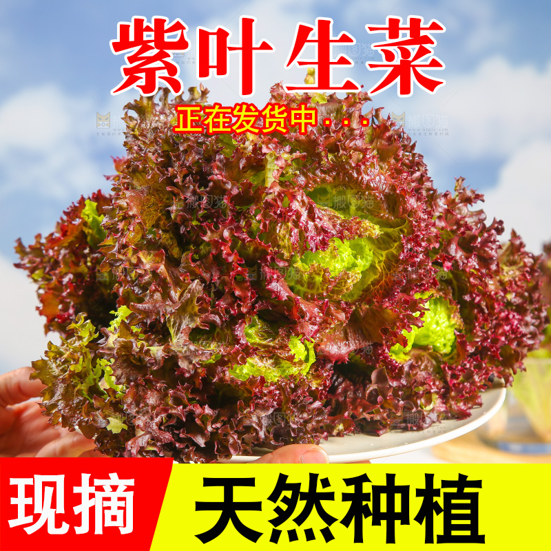 手里端着一盘紫霞生菜
