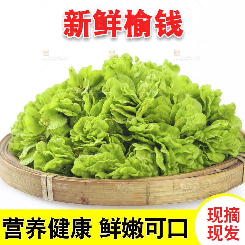 一篮榆钱叶