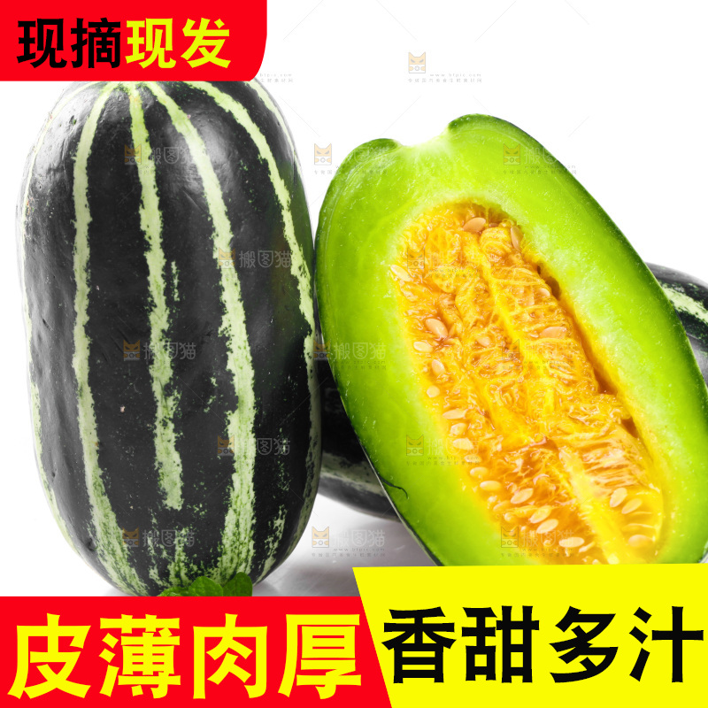 白底上摆放着博洋9号甜瓜