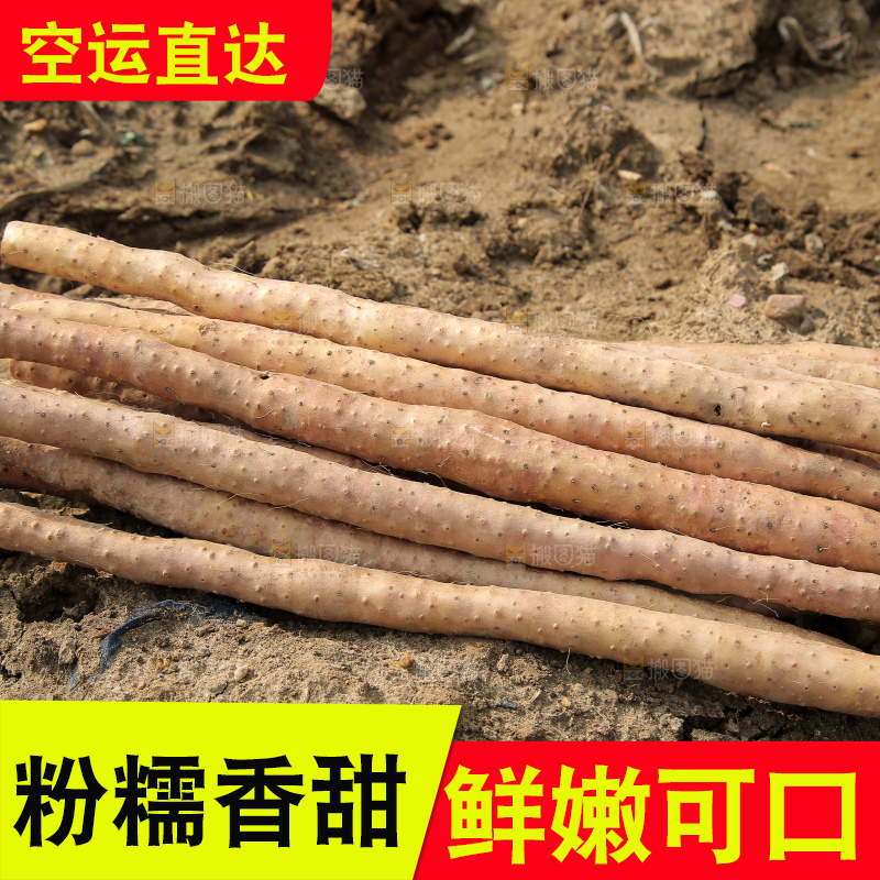 新鲜的铁棍山药
