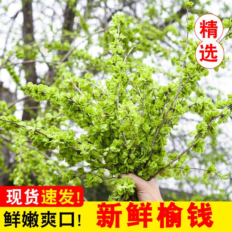手里拿着榆钱
