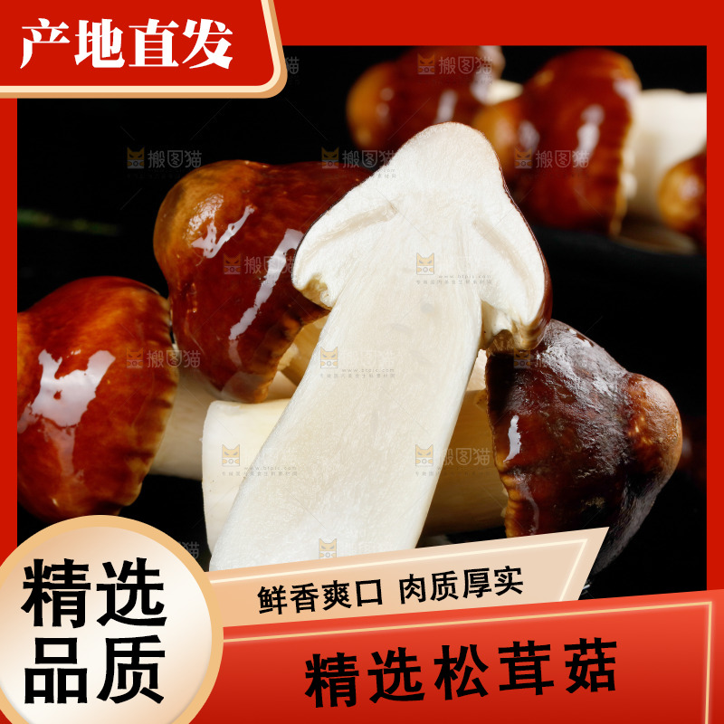 黑底上的云南新鲜赤松茸