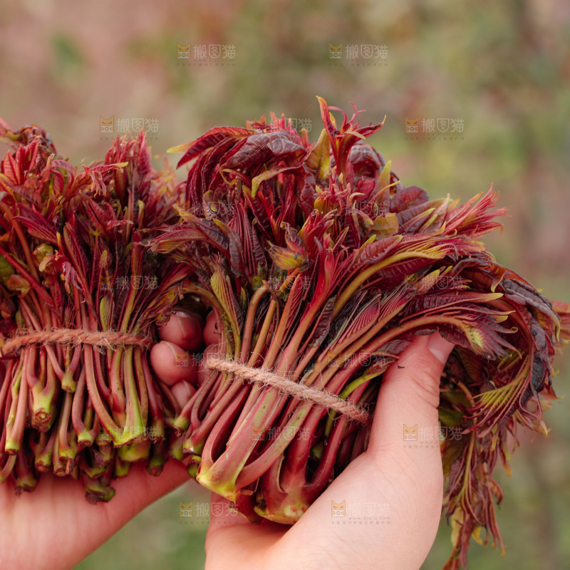 手里拿着红油香椿芽