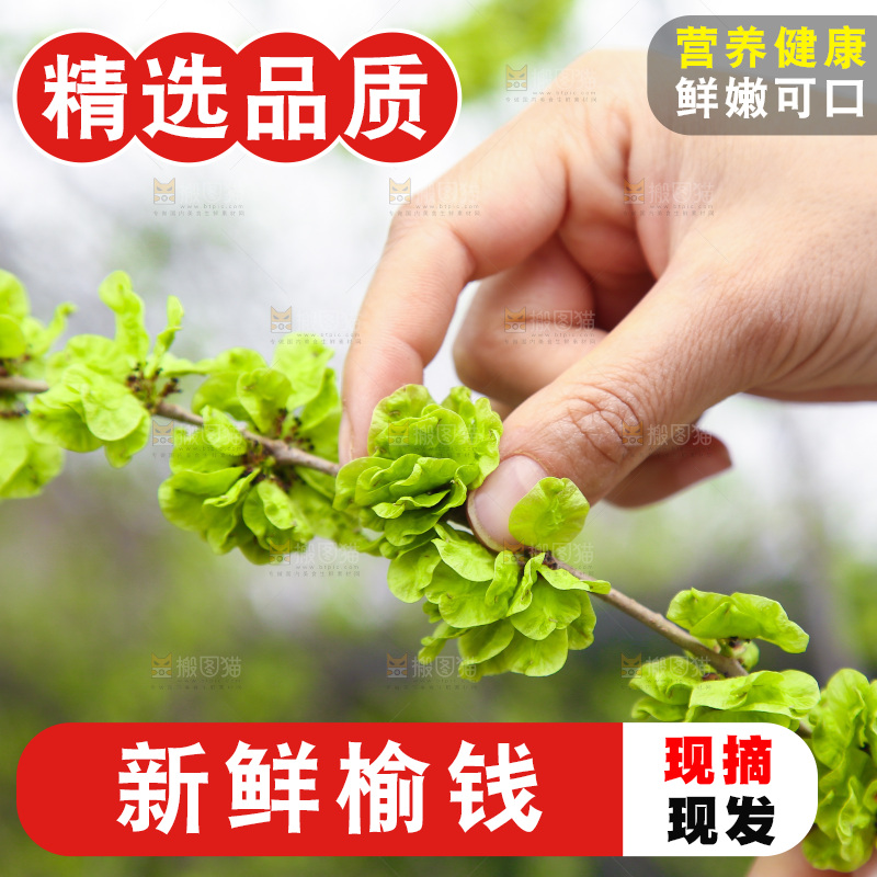 手里采摘着榆钱叶