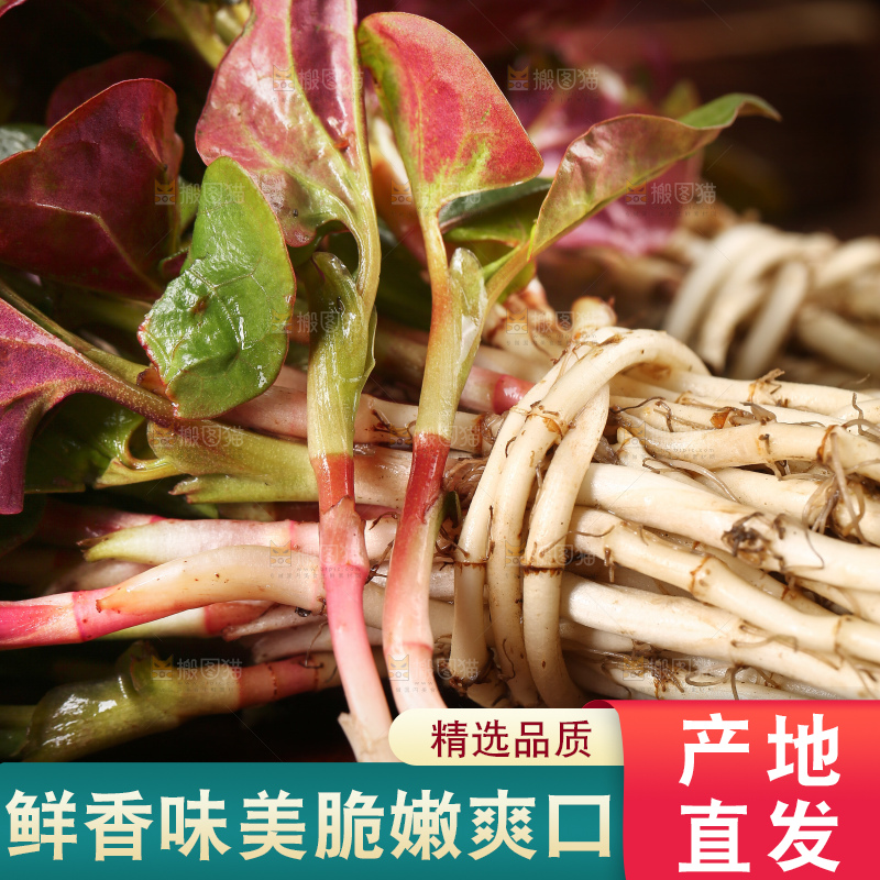 木底上放着折耳根